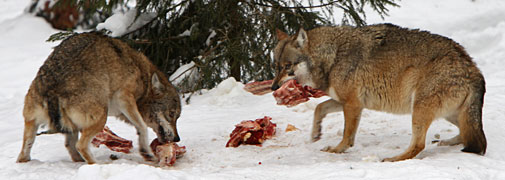 Fütterung der Wölfe
