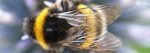Bienen & Hummeln