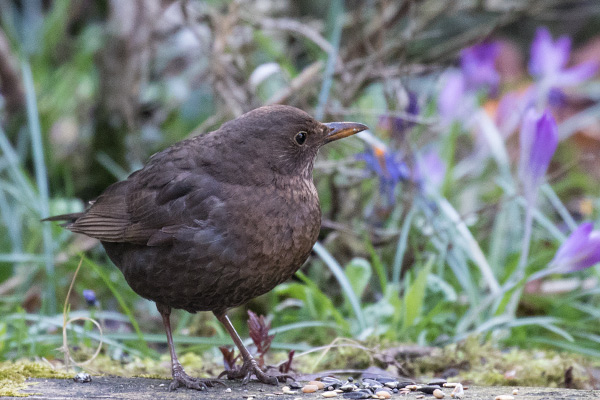 Amsel Amsel