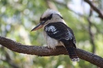 Kookaburry