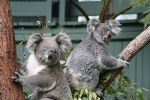 Koalas