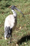 Ibis in Sydney