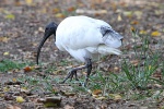 Ibis in Brisbane