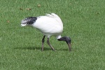 Ibis in  Adelaide