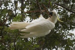Kakadu in Airlie Beach