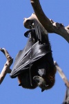 Fliegende Hunde in Sydney