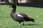 Ente Christchurch
