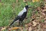 Vogel in Adelaide