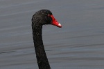 Schwan in Adelaide