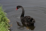 Schwarzer Schwan in Adelaide
