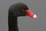 Schwarzer Schwan in Adelaide