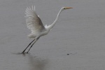 Reiher in Cairns