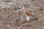 Falke auf Rottnest Island