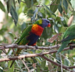Raibow Lorikeet