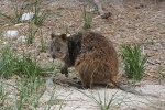 Quokka auf Rottnest Island
