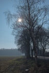 Bäume im Landkreis Schaumburg