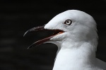 Möwe in Perth