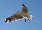 Möwe