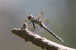 Libelle in Brisbane