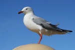 Möwe in Australien