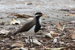Vogel auf Rottnest Island