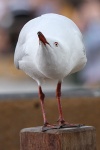 Möwe auf Rottnest Island