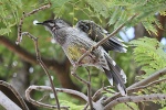 Vogel in Perth