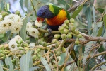 Lorikeet in Perth