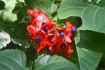 Blumen auf Palawan