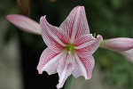 Blumen auf Palawan