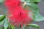 Blumen auf Palawan