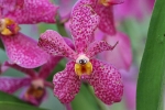 Blumen auf Palawan