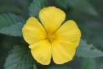Blumen auf Palawan
