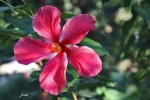 Blumen auf Palawan