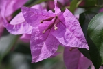 Blumen auf Palawan