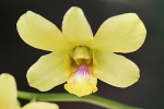 Blumen auf Palawan