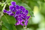 Blumen auf Palawan