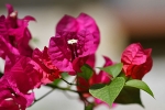 Blumen auf Palawan