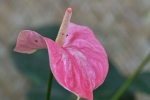 Blumen auf Palawan