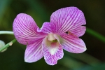 Blumen auf Palawan