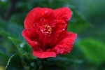 Blumen auf Palawan