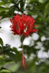 Blumen auf Palawan