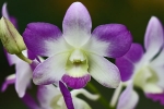 Blumen auf Palawan