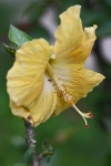 Blumen auf Palawan