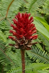 Blumen auf Palawan