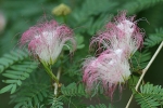 Blumen auf Palawan