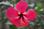 Blumen auf Palawan