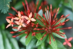 Blumen auf Palawan