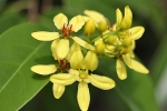 Blumen auf Palawan
