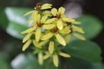 Blumen auf Palawan